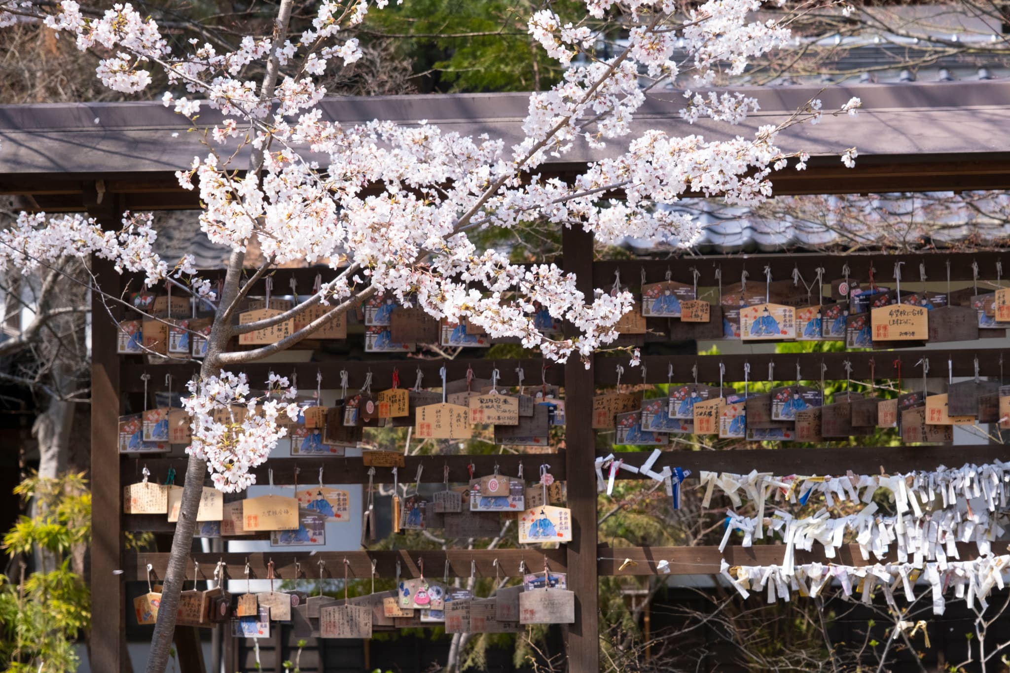 小諸城址 懐古園の桜